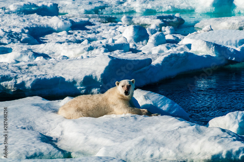 Polar bear laying down on a large ice pack in the Arctic Circle  Barentsoya  Svalbard  Norway