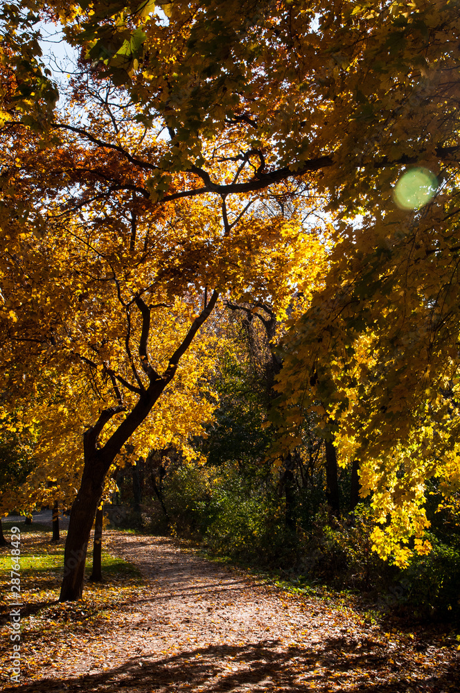 Fall Leaves on Path