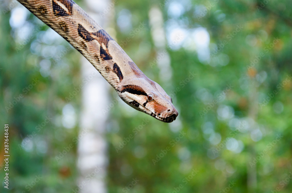 Naklejka premium Boa constrictor imperator normal is creeping. The snake is coiling. Exotic animals in a habitat. The snake from tropical North, Central and South America.