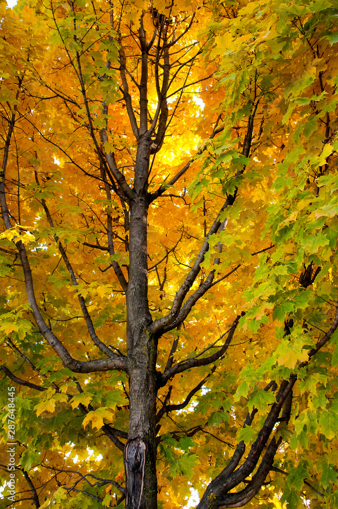 Yellow and Green Fall Leaves