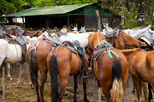 Horses getting prepared fout Tourists taking a Tour at a National Park in Costa Rica 