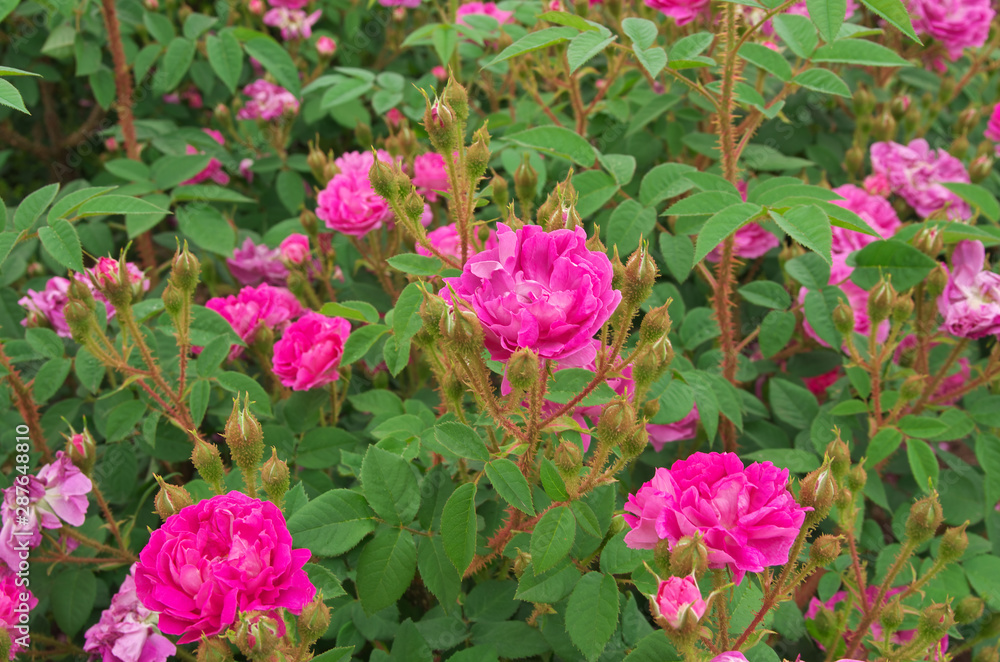 English roses garden in Sennan City, Osaka, Japan English roses garden in Sennan City, Osaka, Japan