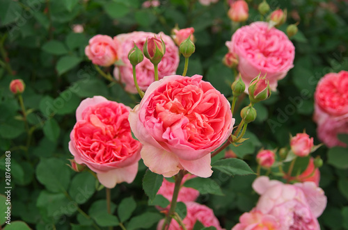 English roses garden in Sennan City, Osaka, Japan