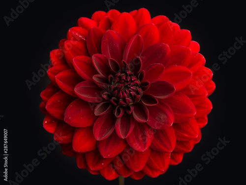 Red Dahlia Flower on a black background © LauraFokkema