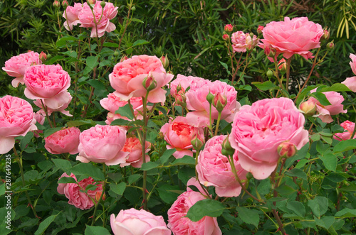 English roses garden in Sennan City, Osaka, Japan