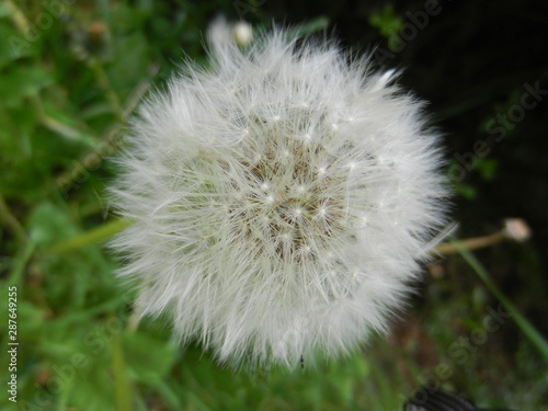 Pusteblume