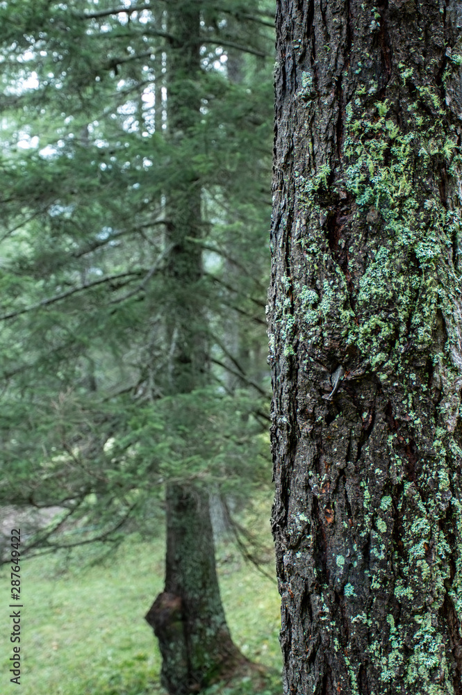Fototapeta premium Green fresh forest landscape with trunk and moss