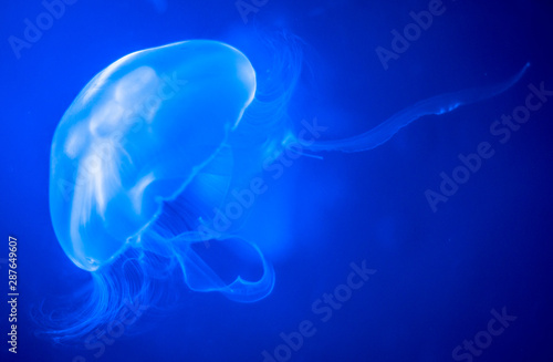 Floating common jellyfish in blue ocean water