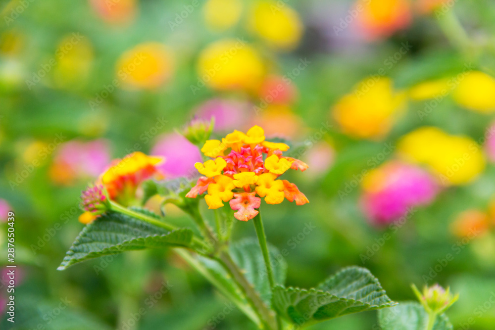 Detail of Lantana trifolia very colorful in yellows and pinks with a very colorful blurred background. Detail of Lantana trifolia very colorful in yellows and pinks with a very colorful blurred background.