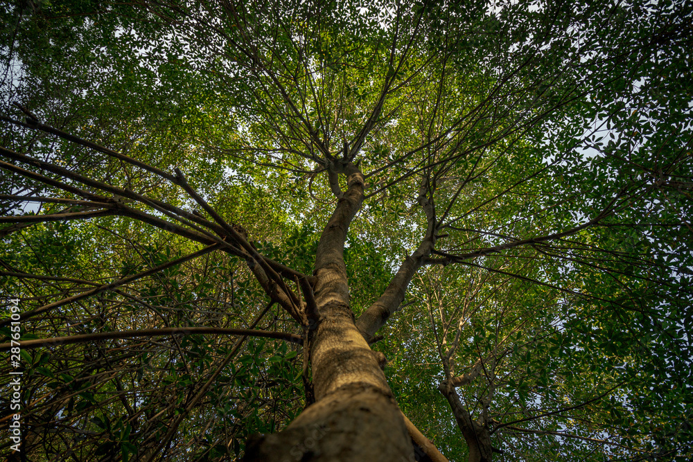 Fototapeta premium Mangrove tree 