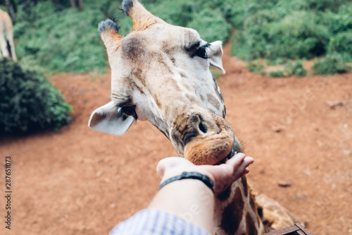 Sticker First person hand feeding giraffe in Nairobi Giraffe Manor Center