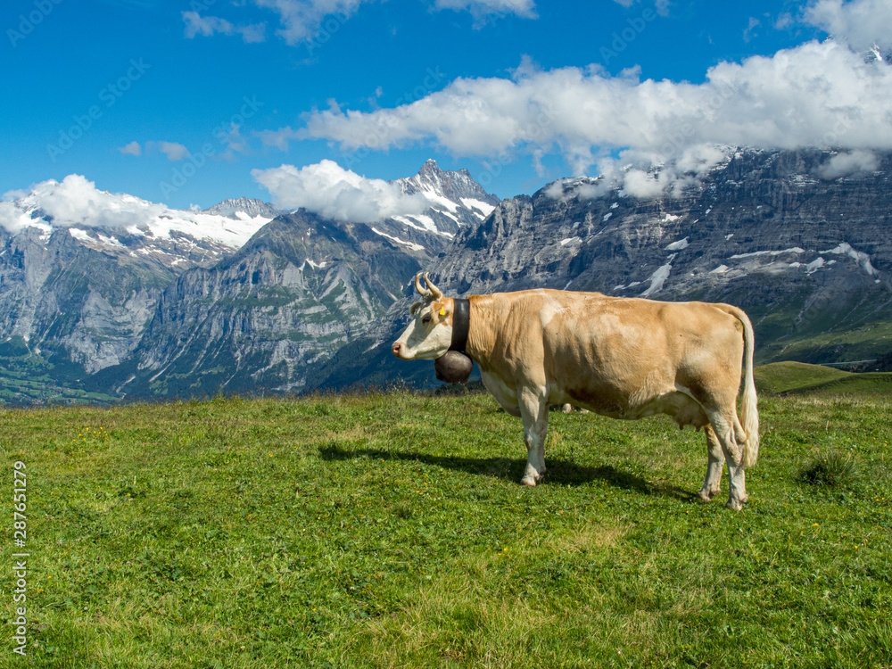 Cow in Jungfrau region of Swiss Alps Cow in Jungfrau region of Swiss Alps