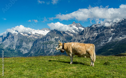 Cow in Jungfrau region of Swiss Alps © Randy Runtsch