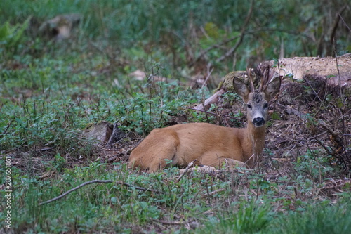 Fototapeta Naklejka Na Ścianę i Meble -  Koziołek ,jeleniowate ,ssak