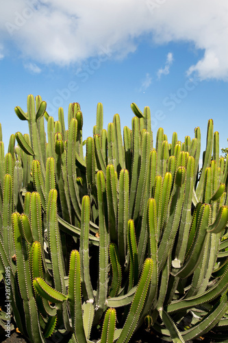 landscape with cactus and blue sky with clouds in vertical format.