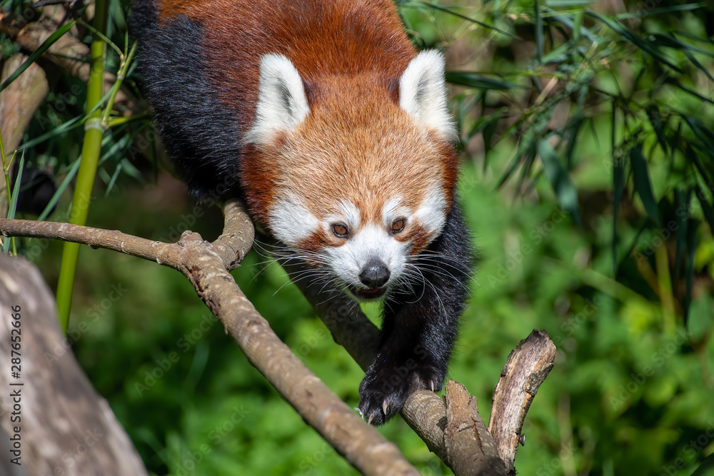 Red Panda walking along a branch Red Panda walking along a branch