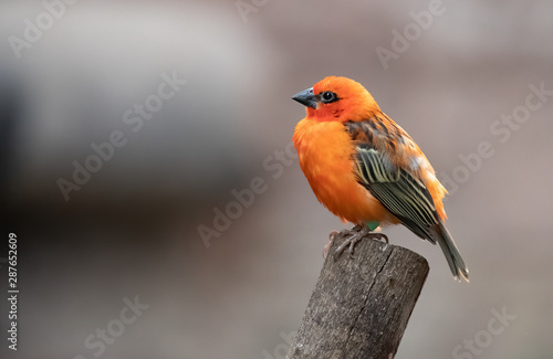 Female Brazilian Tanager bird perched on a stick