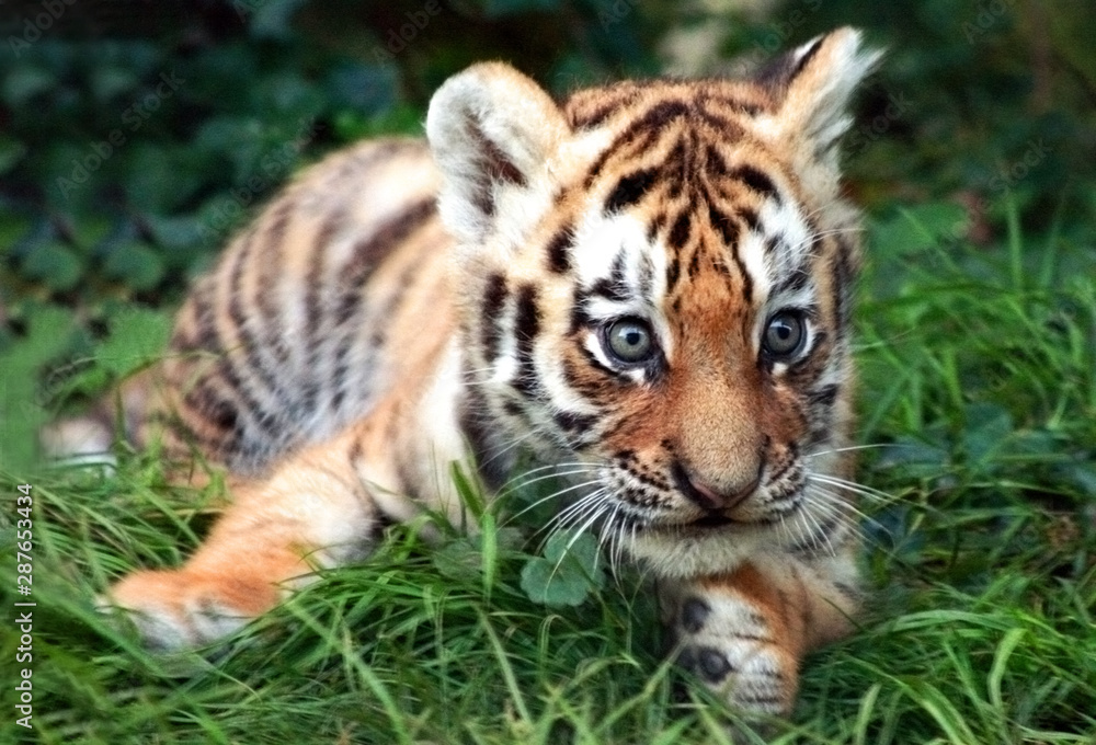 Obraz premium Tiger cub