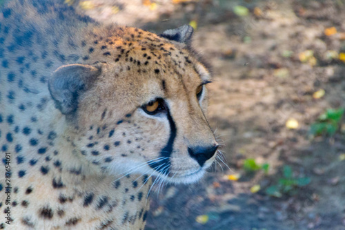 Canvas Print Cheetah, the fastest animal in the world
