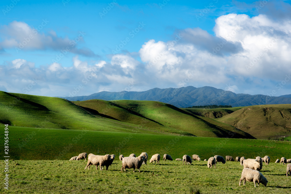 Sheep grazing on the vibrant rolling hilly farmland in rural New Zealand