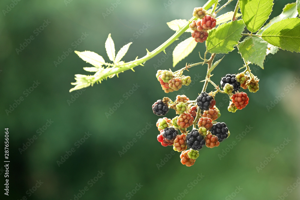 Branch with ripe and unripe blackberries on blurred background, closeup. Space for text Branch with ripe and unripe blackberries on blurred background, closeup. Space for text