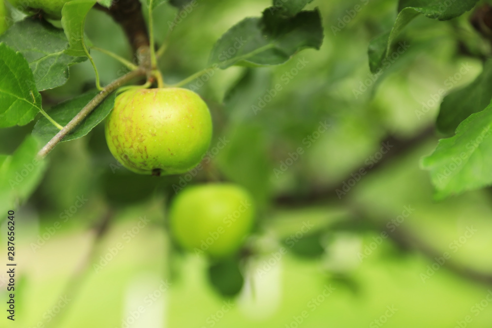 Sweet ripe green apple on branch outdoors. Space for text Sweet ripe green apple on branch outdoors. Space for text