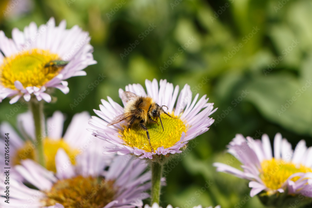 Bee gathering on a purple seaside fleabane in a garden Bee gathering on a purple seaside fleabane in a garden