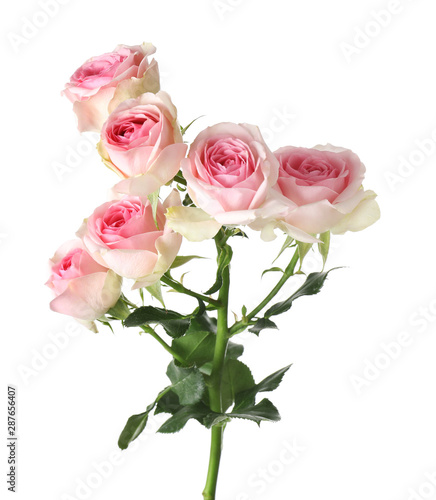 Beautiful blooming rose flowers on white background