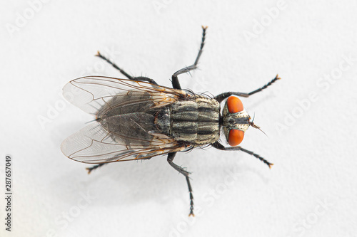 A close up dorsal view of a small housefly (musca domestica) in full detail, isolated against a white background, with colorful compound eyes and hairy legs. © Alessandro Grandini