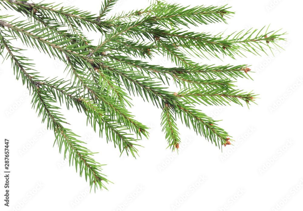 Branches of fir tree on white background