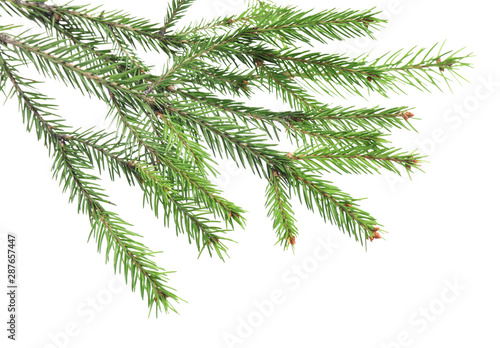 Branches of fir tree on white background