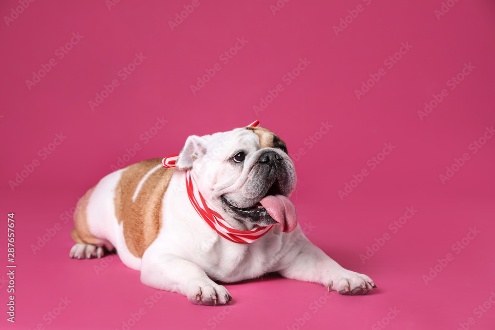 Adorable funny English bulldog with ribbon on pink background