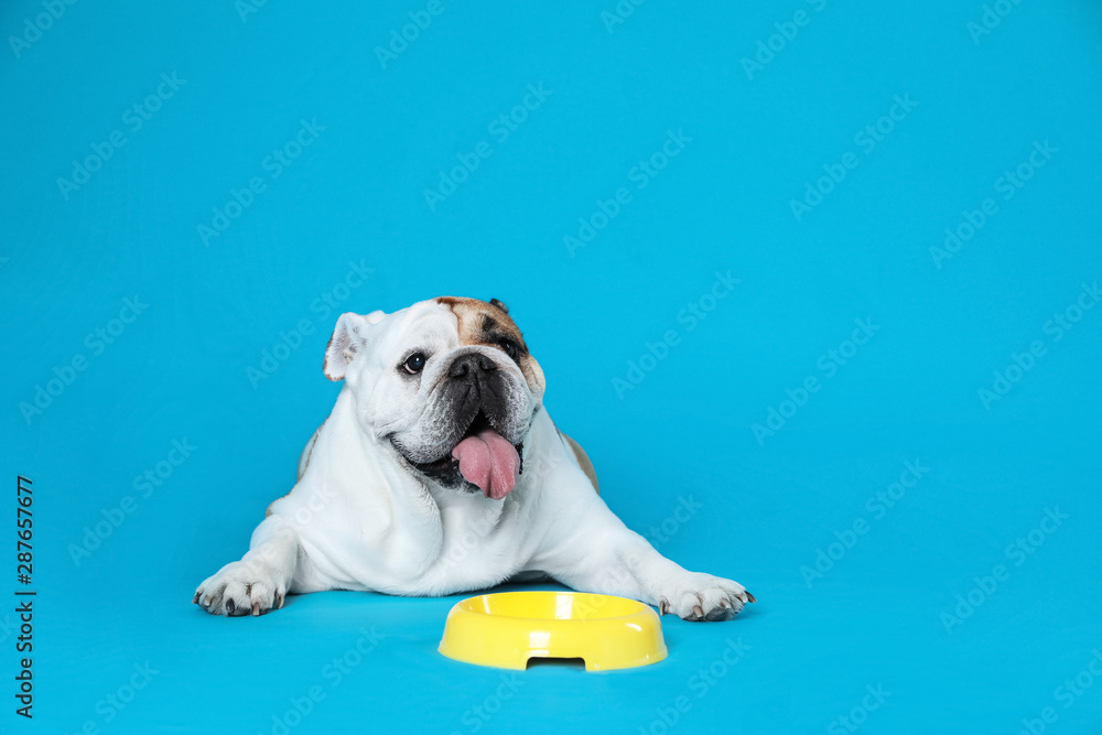 Adorable funny English bulldog with feeding bowl on light blue background, space for text - obrazy, fototapety, plakaty 
