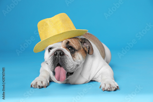 Adorable funny English bulldog with hat on light blue background