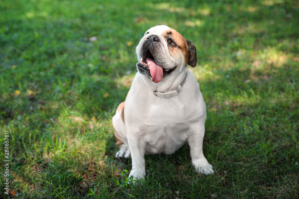Funny English bulldog on green grass in park Funny English bulldog on green grass in park