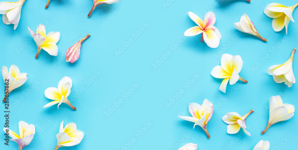 Plumeria or frangipani flower on blue background.