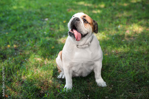 Funny English bulldog on green grass in park