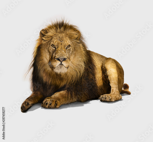 Lion, adult male