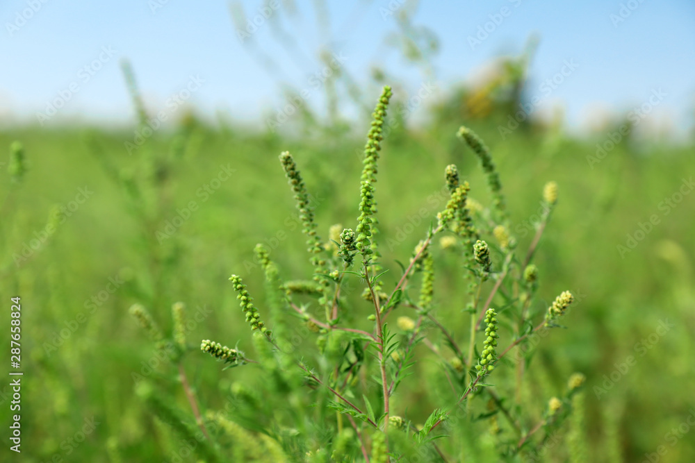 Blooming ragweed plant (Ambrosia genus) outdoors on sunny day. Seasonal allergy Blooming ragweed plant (Ambrosia genus) outdoors on sunny day. Seasonal allergy