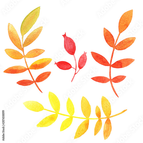 Hand drawn watercolor set of red, yellow, orange autumn leaves and berries isolated on white background. Autumn illustration for greeting cards, wedding invitations, decorations