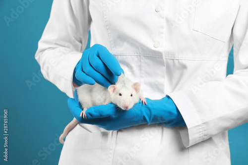 Scientist holding laboratory rat on blue background, closeup
