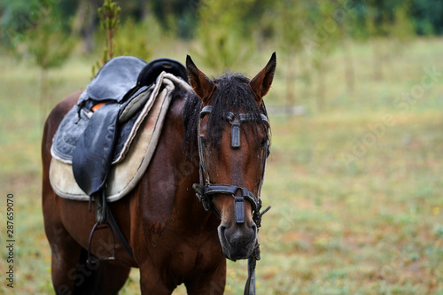 Chestnut horse with saddle standing under the rain on field