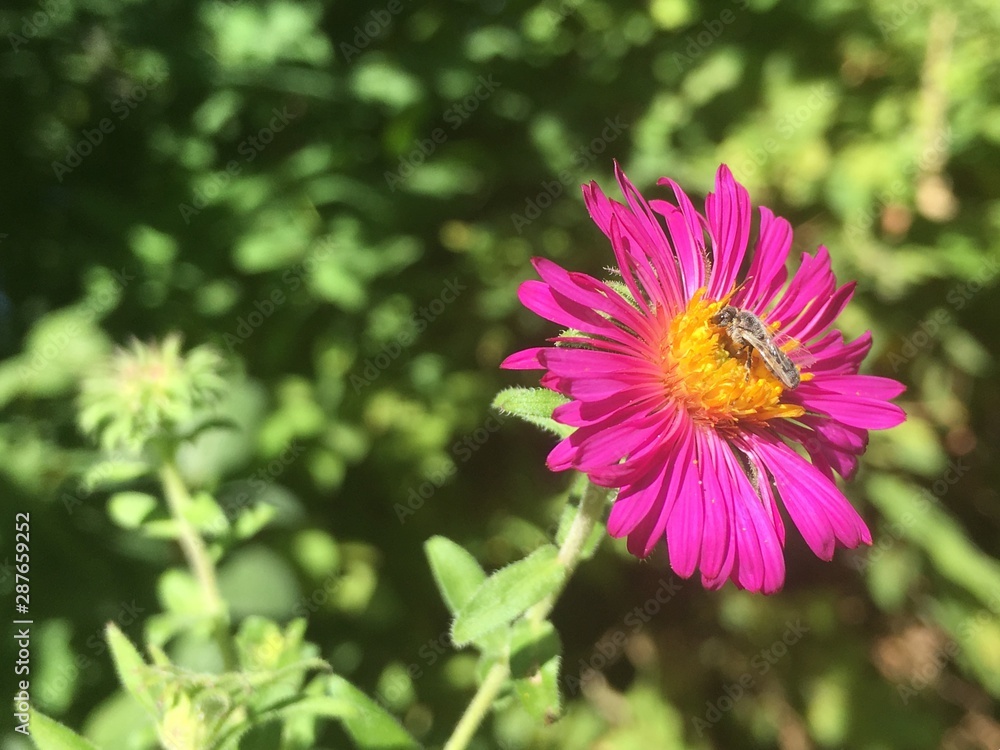 Bug pollinating a September Ruby Aster (Aster novae-angliae Bug pollinating a September Ruby Aster (Aster novae-angliae