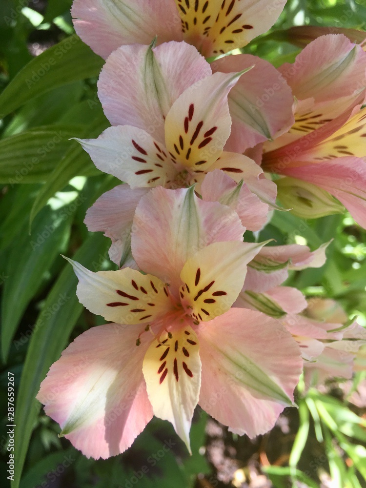 Inca Ice Peruvian Lily (Alstroemeria koice): Flowers consist of a variety of pastel hues that appear peach from a distance. Red Butte Garden, Salt Lake City, Utah, USA.