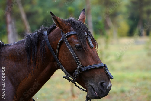 Chestnut horse with saddle standing under the rain on field © Gecko Studio