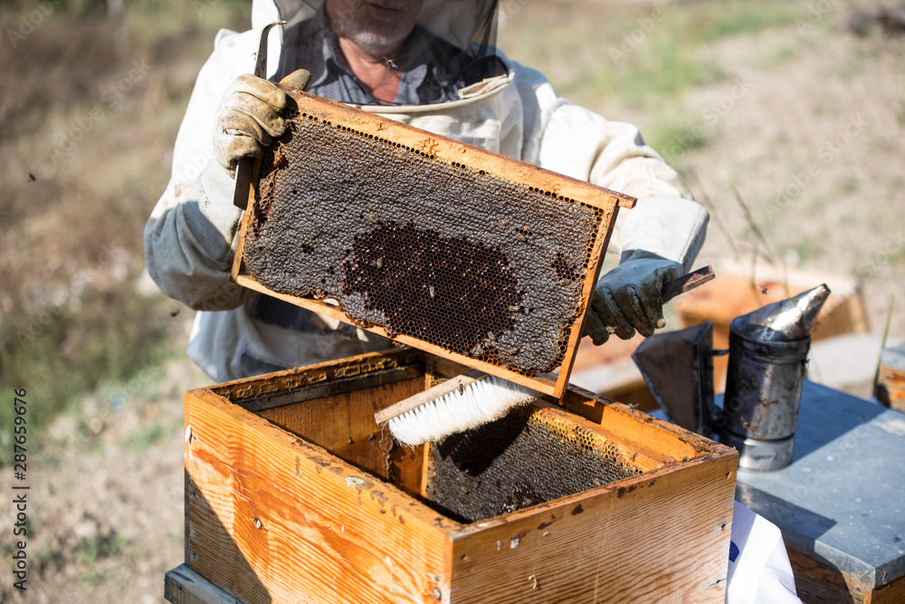 Beekeeper who in protective workwear is inspecting honeycomb frame at apiary. Beekeeping concept. Beekeeper is harvesting honey Beekeeper who in protective workwear is inspecting honeycomb frame at apiary. Beekeeping concept. Beekeeper is harvesting honey