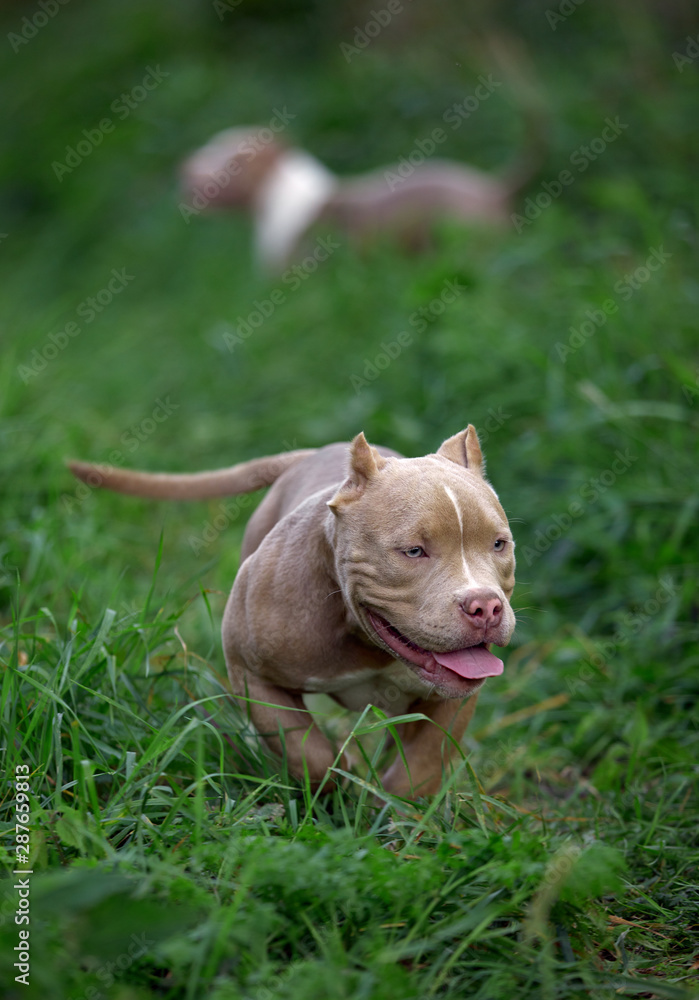 american bully dog running on the lawn green grass in the forest american bully dog running on the lawn green grass in the forest