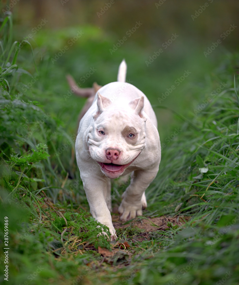 Beautiful puppy American bull in the park, copy space. Beautiful puppy American bull in the park, copy space.