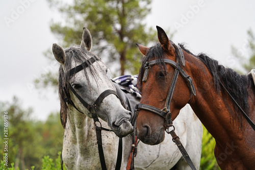 Couple of horse portrait on green field, close-up. © Gecko Studio
