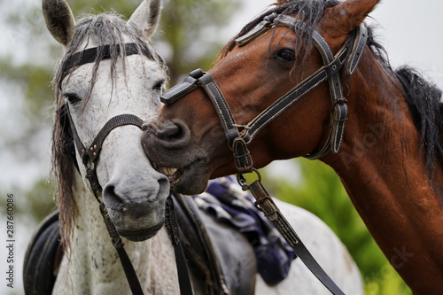 Couple of horse portrait on green field, close-up. © Gecko Studio